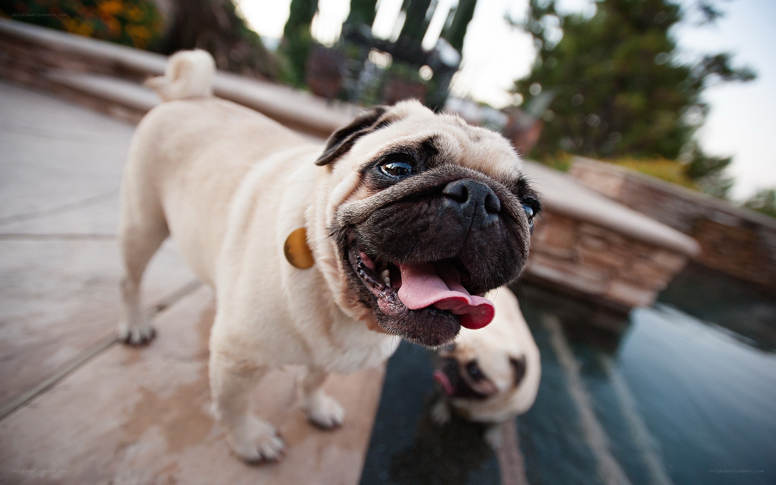Pug dogs by a pool