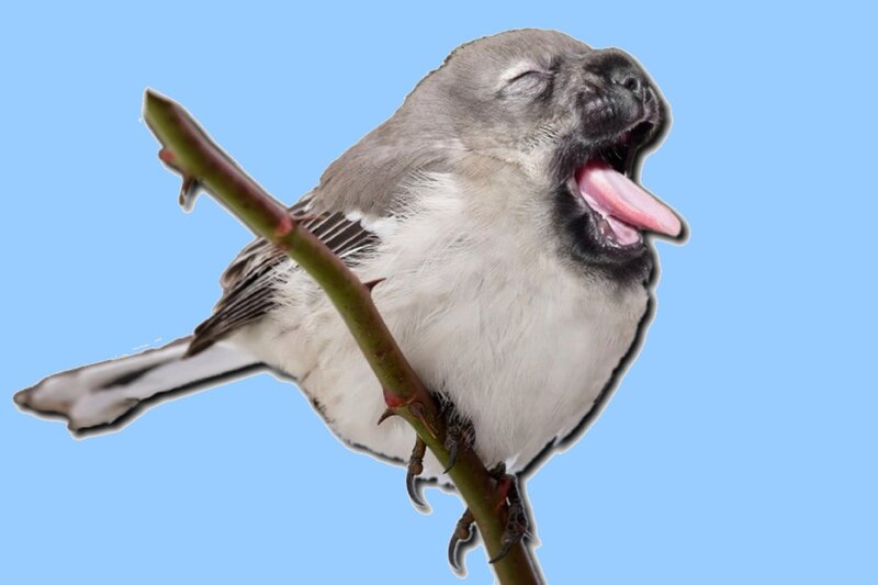 Pug-faced Bird on Branch