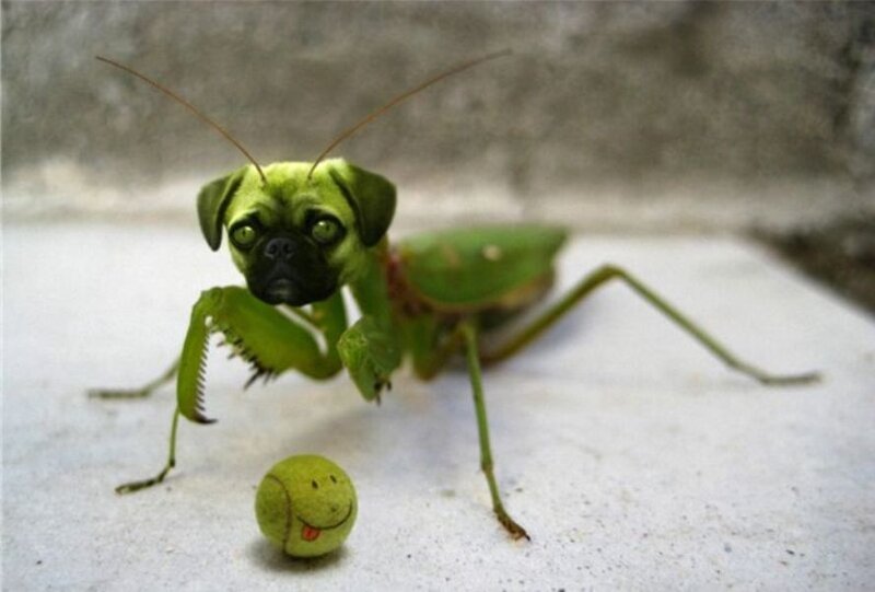 Pug-headed Praying Mantis