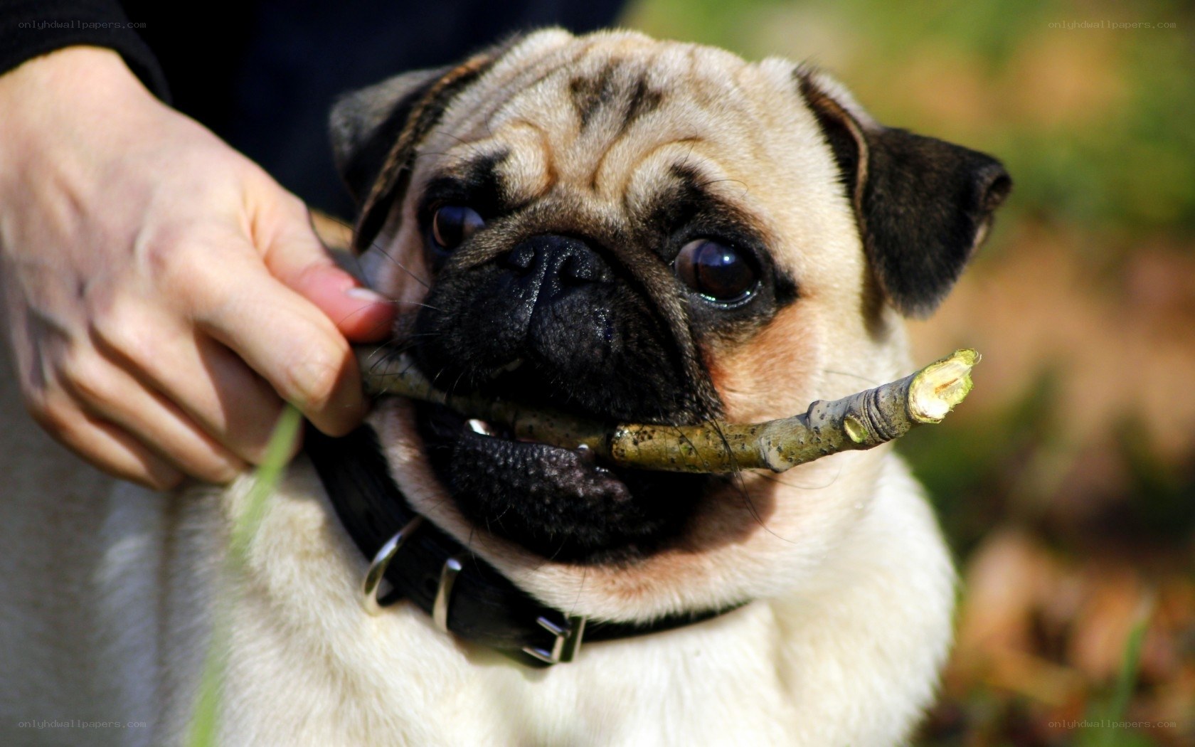 Pug holding a stick