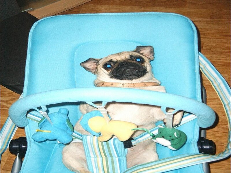 Pug in a baby bouncer