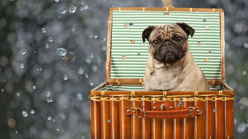 pug in a basket