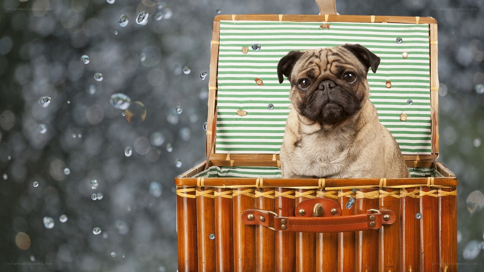 pug in a basket
