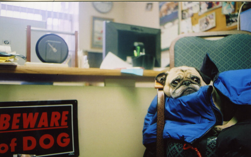 Pug in a blue jacket