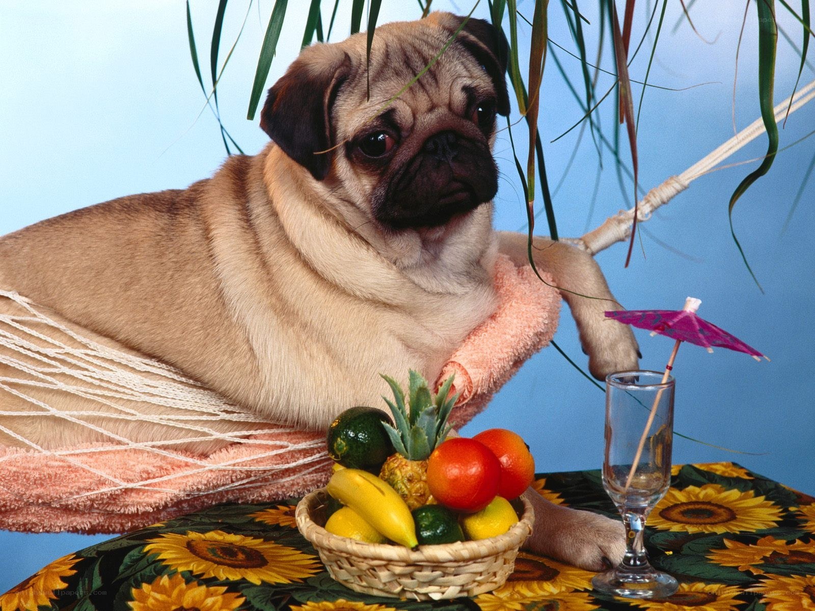 Pug in a hammock with fruit