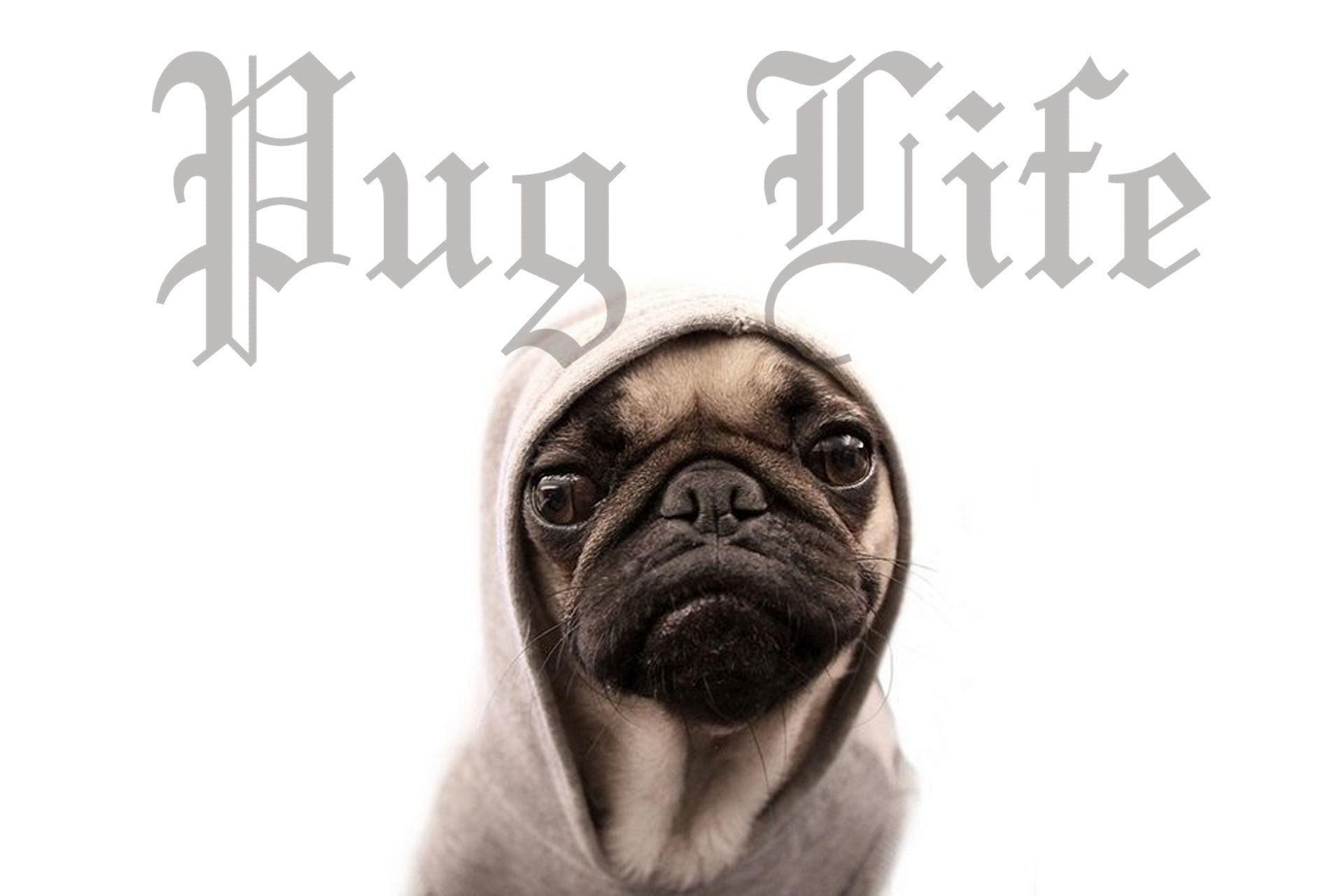 Pug in a hoodie