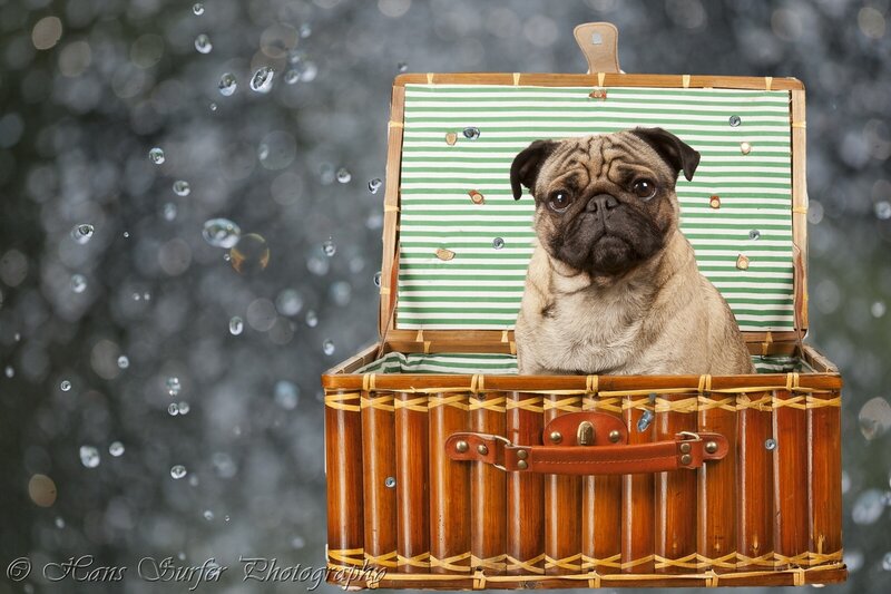 Pug in a picnic basket