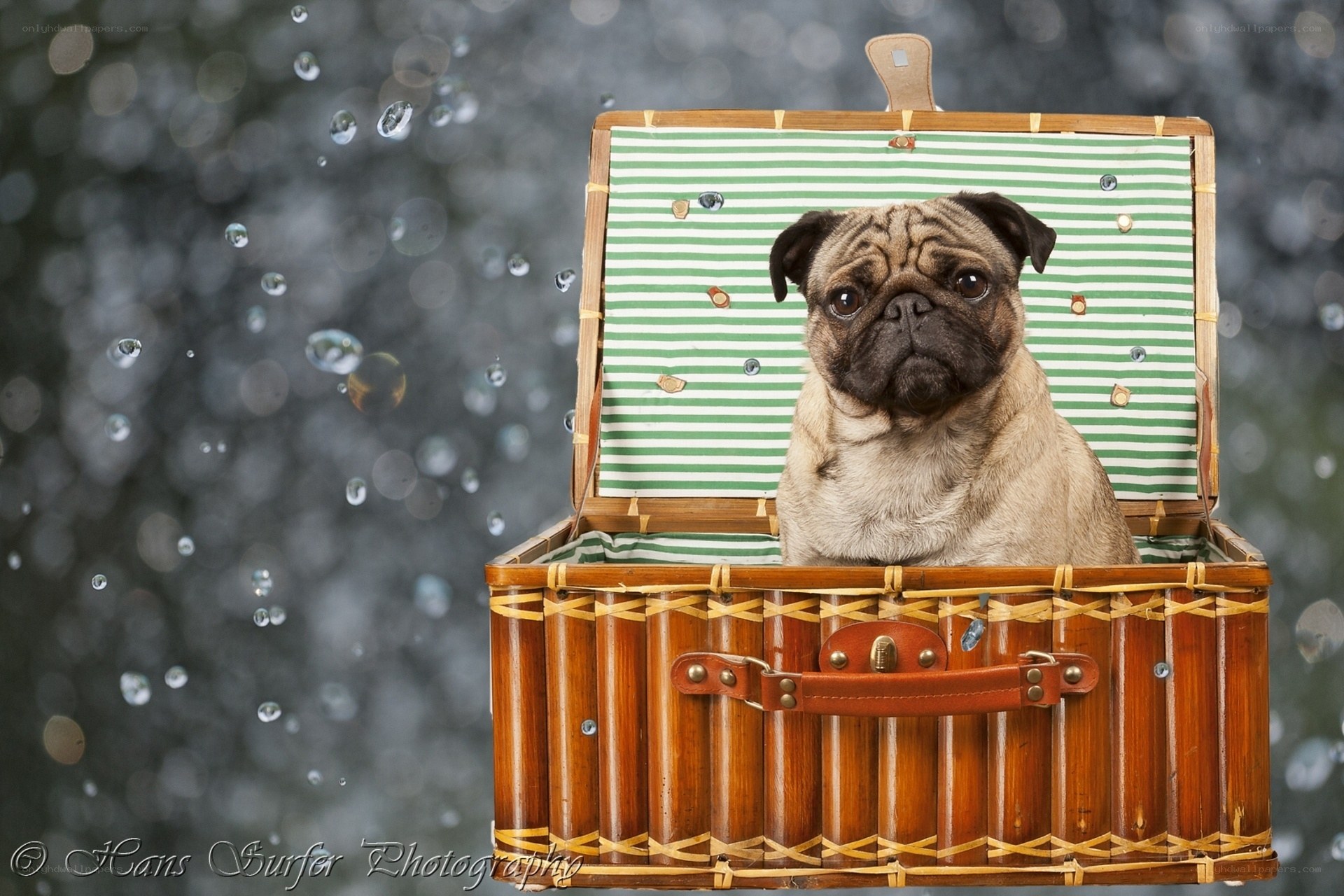 Pug in a picnic basket