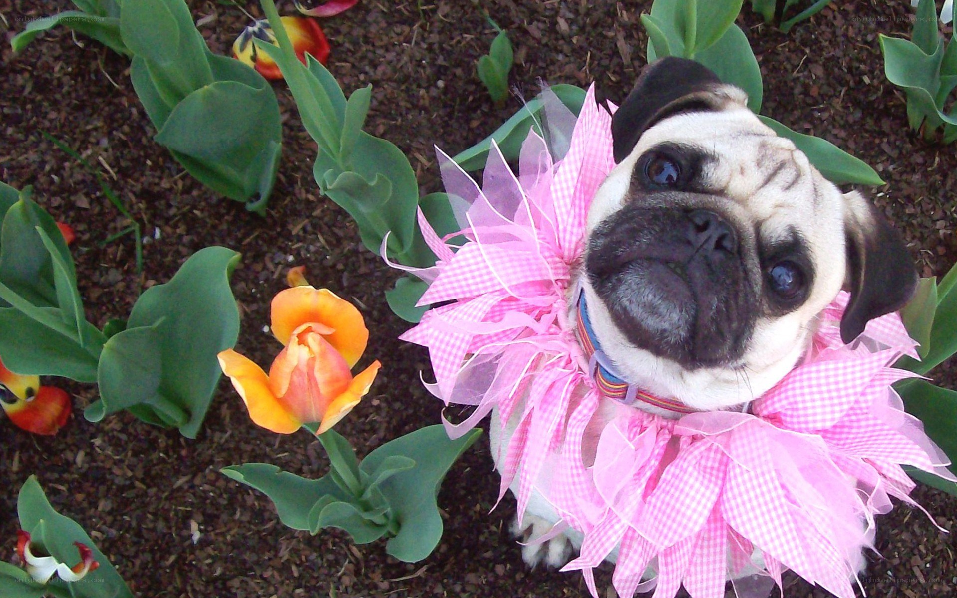 Pug in a pink tutu