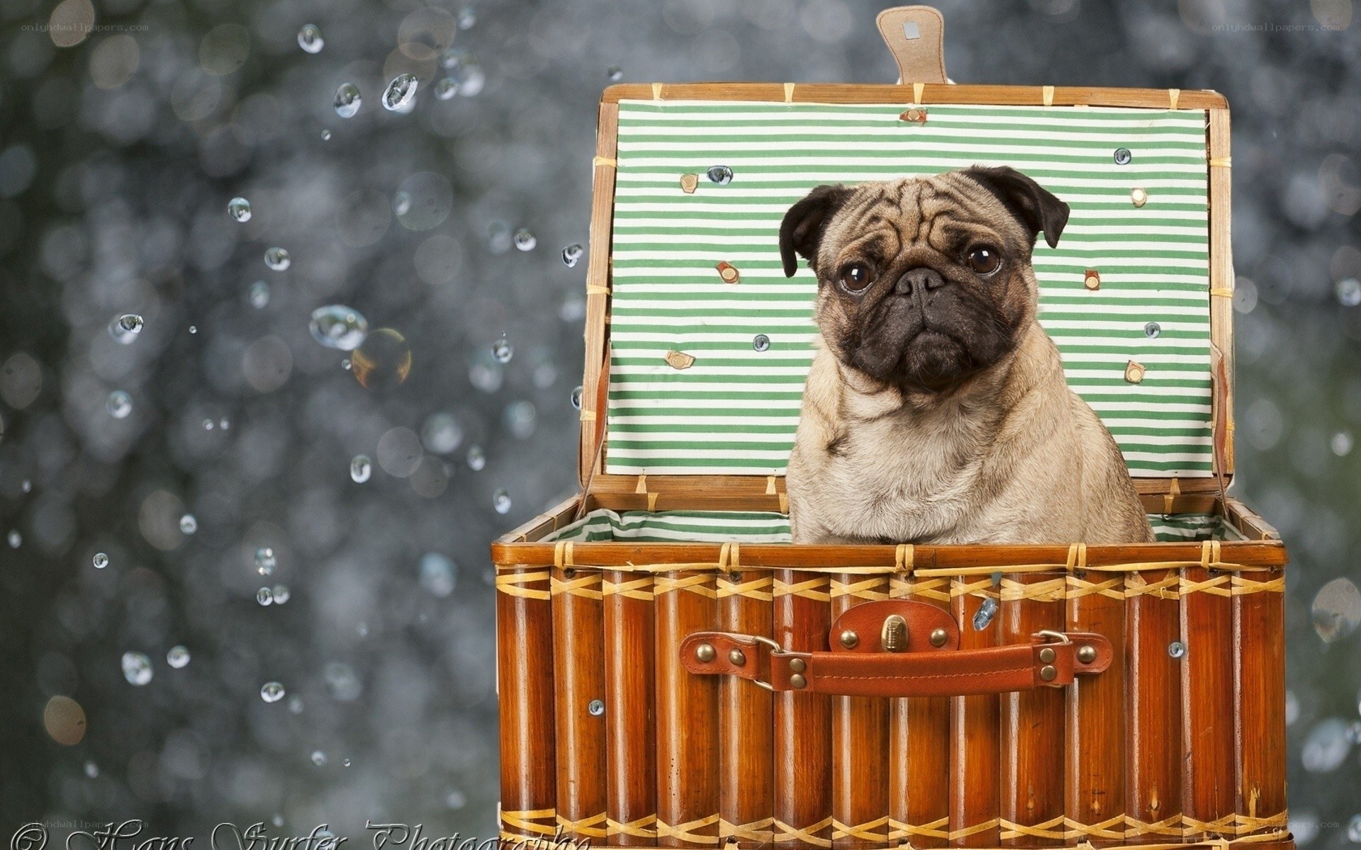 Pug in a wicker basket