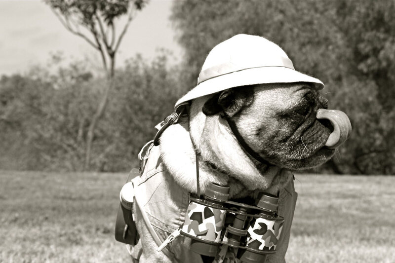 pug in explorer outfit