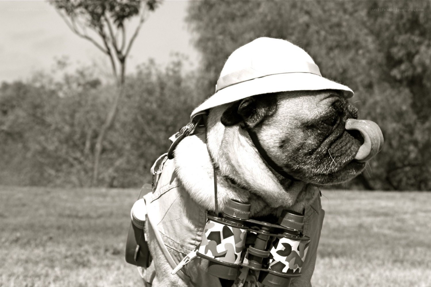 pug in explorer outfit