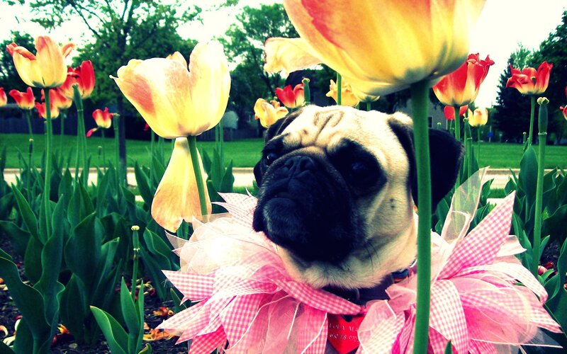 pug in flower garden