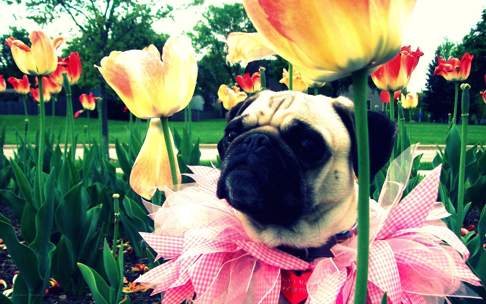 pug in flower garden
