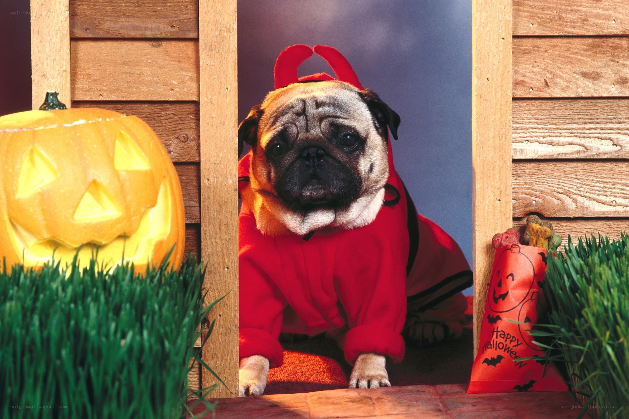 pug in halloween costume