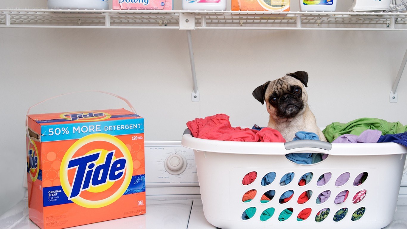 pug in laundry basket