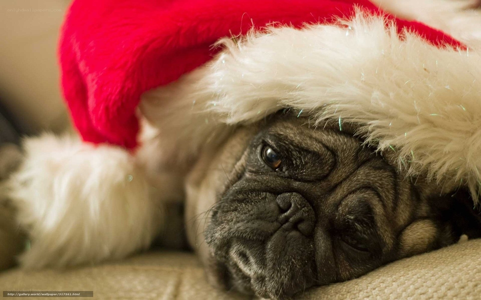 Pug in Santa hat