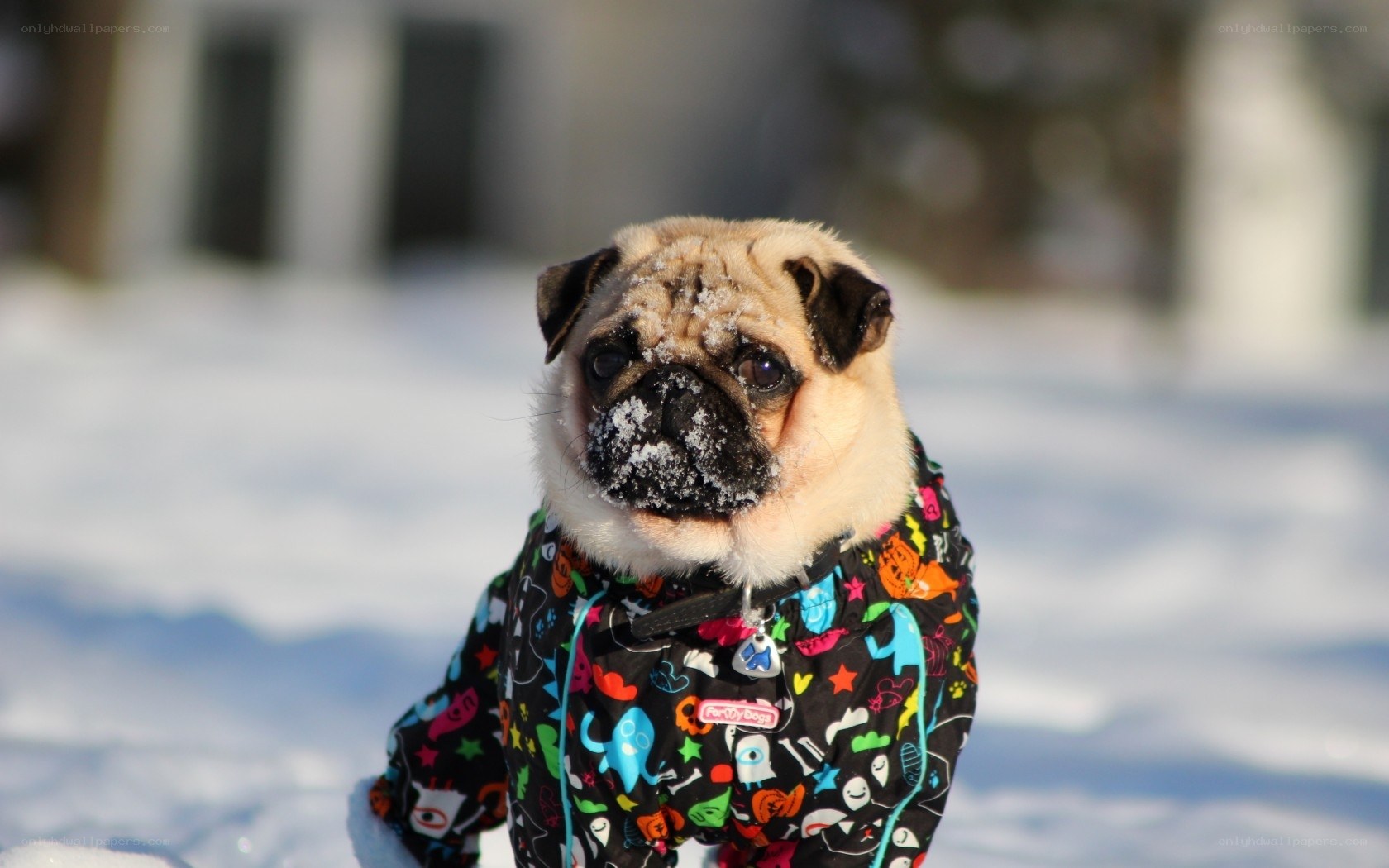 pug in snow coat