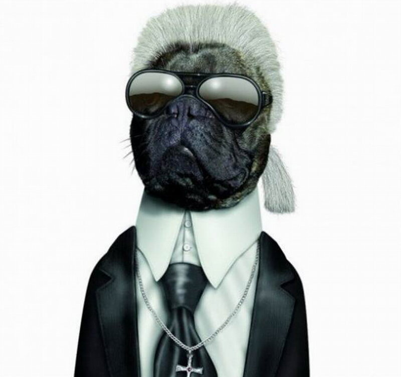 Pug in Suit and Wig