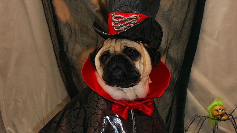 Pug in Vampire Costume