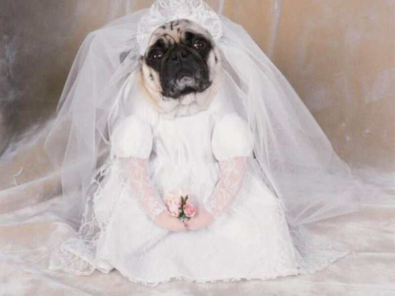 pug in wedding dress