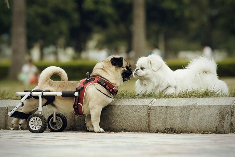 Pug in Wheelchair