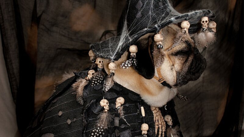 Pug in Witch Costume