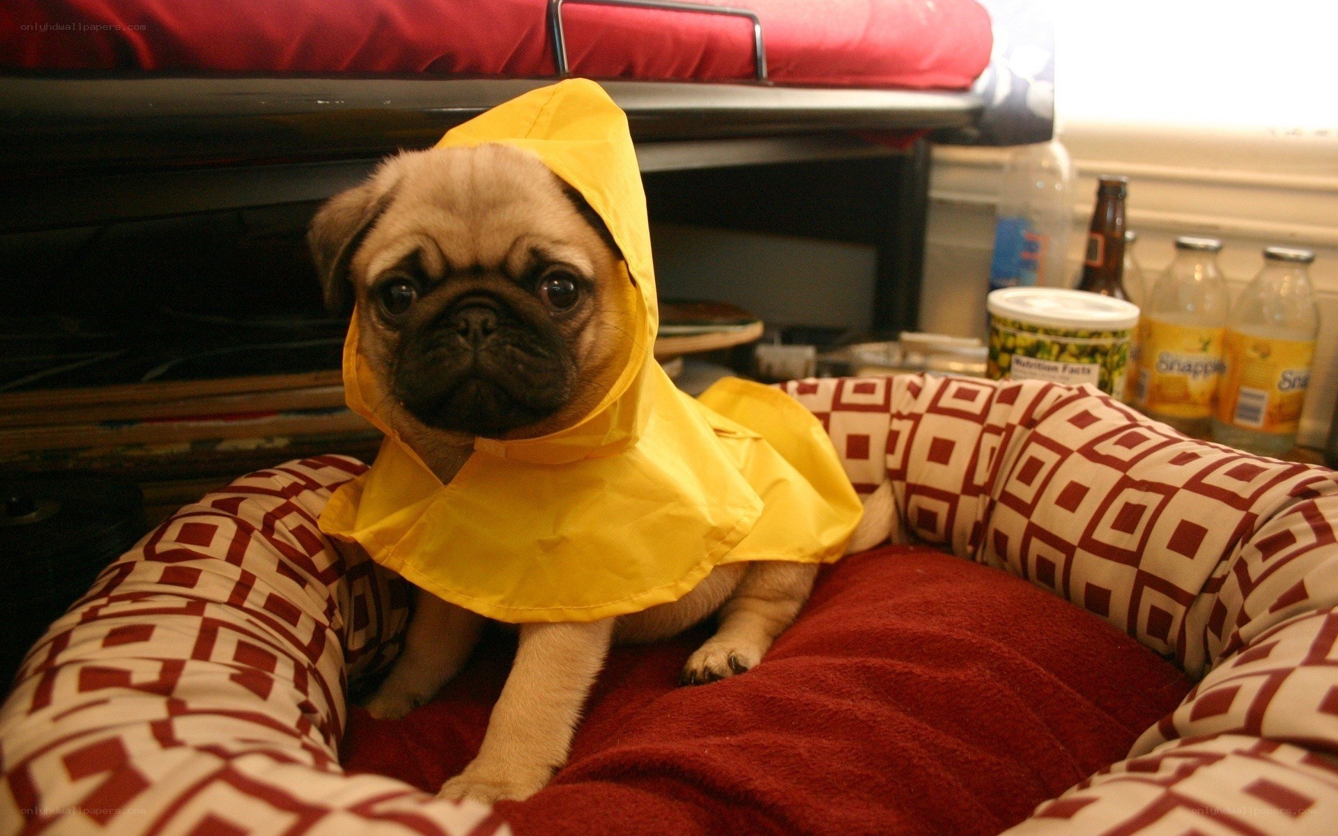 pug in yellow raincoat