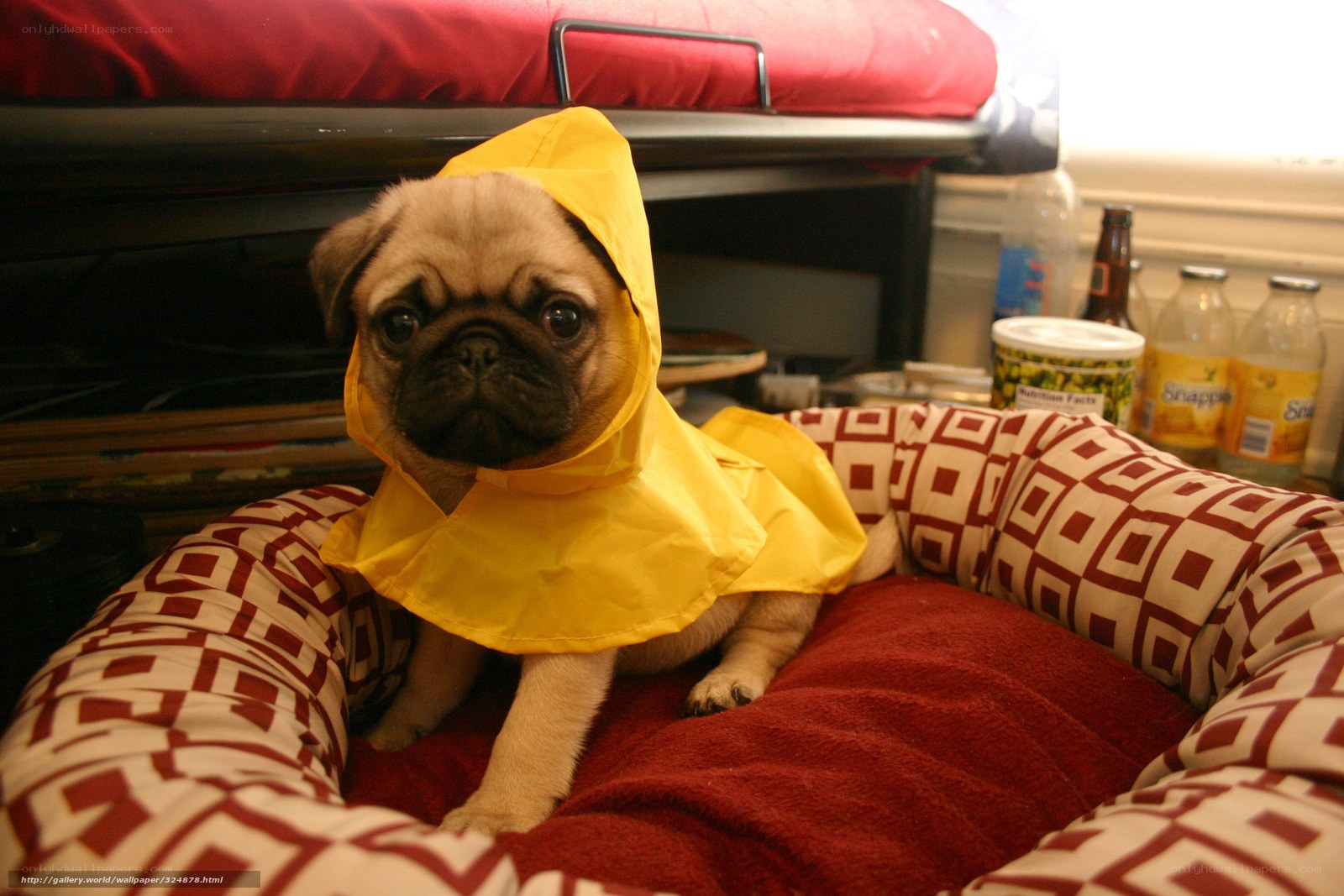 pug in yellow raincoat