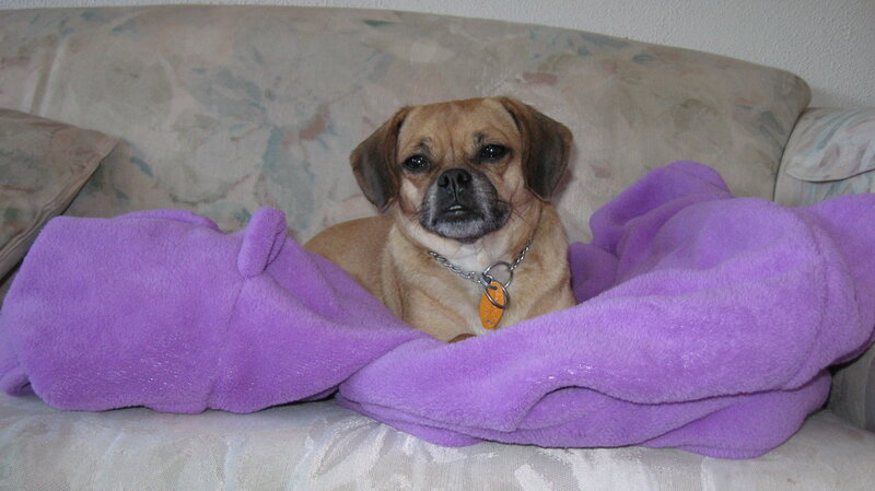 Pug Mix Dog on Couch