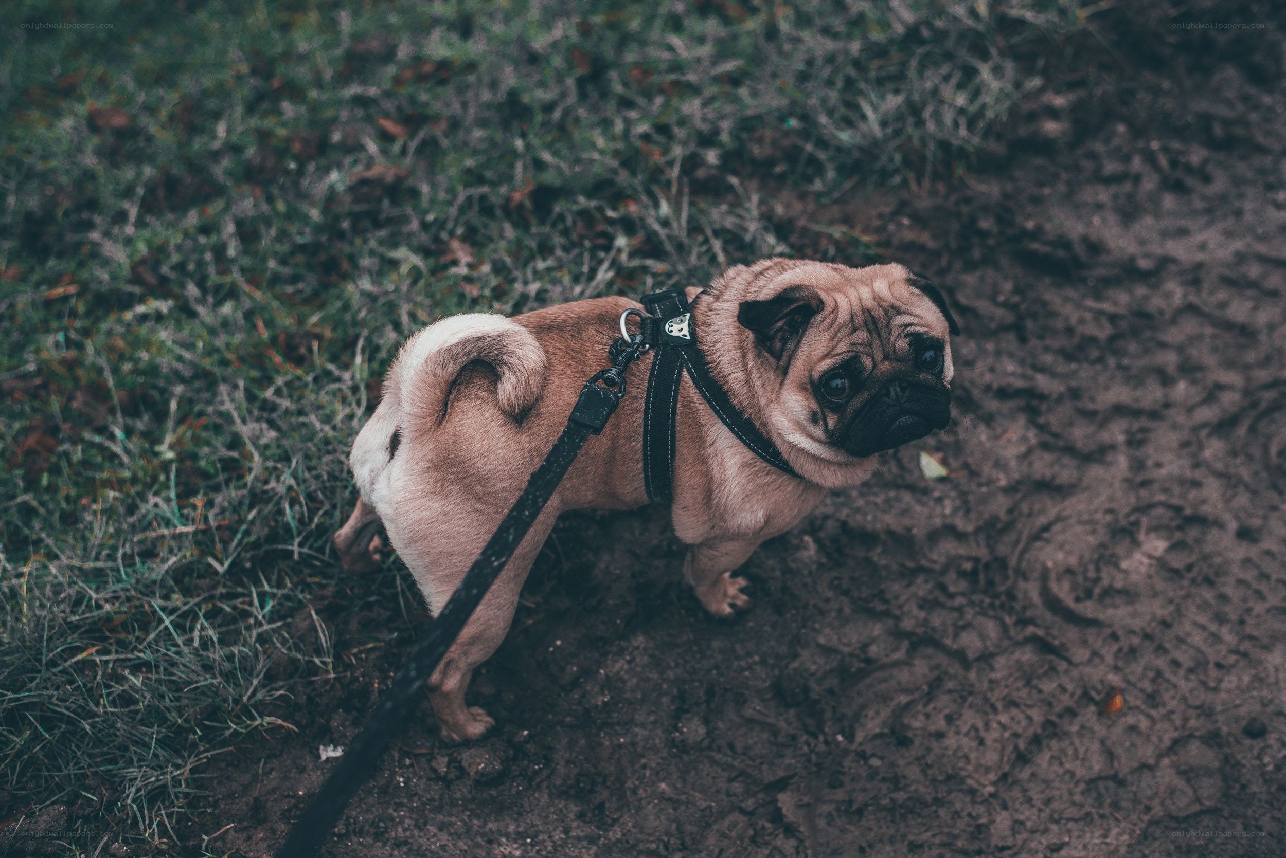 Pug on a leash outdoors