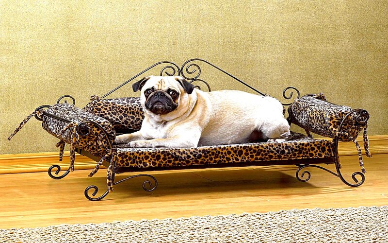 Pug on leopard-print dog bed