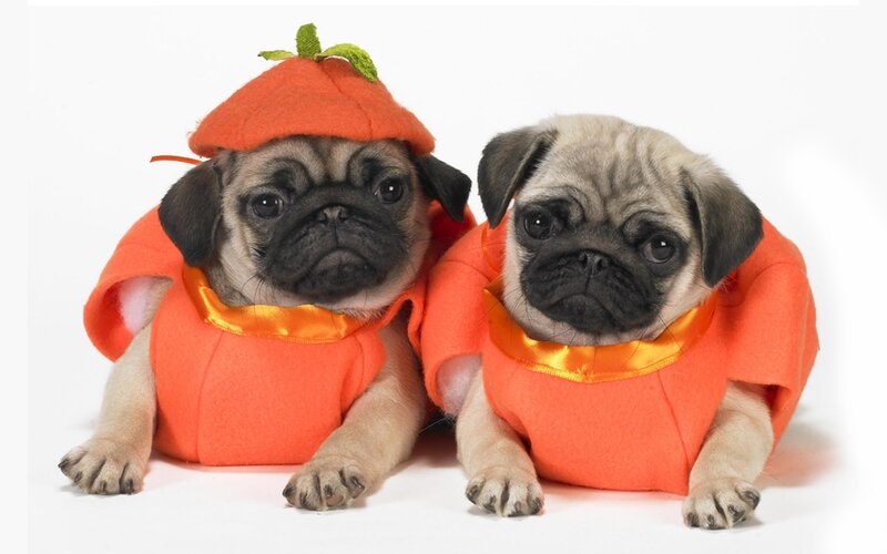 Pug Puppies in Costumes