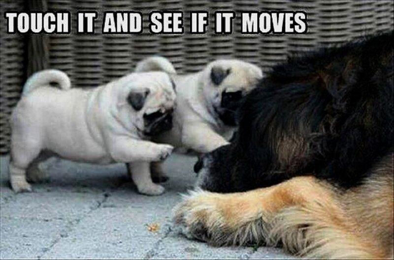 Pug Puppies Touching Dog