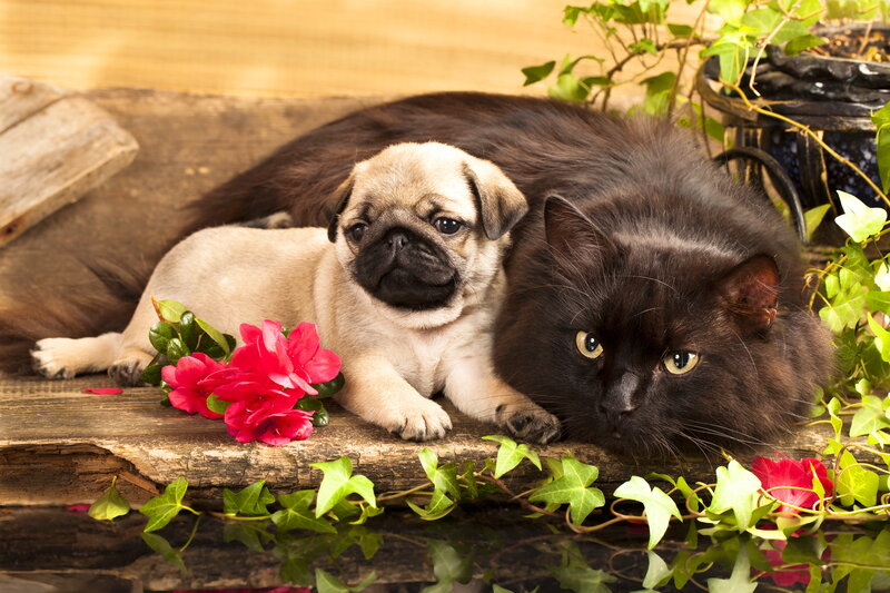 Pug Puppy and Black Cat — Brown