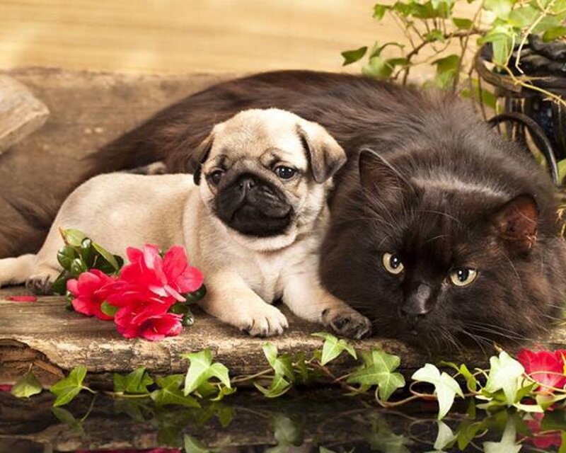 Pug Puppy and Black Cat