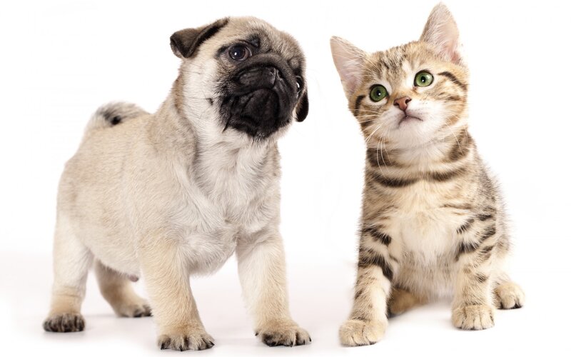 Pug Puppy and Kitten