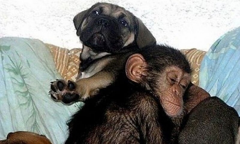 Pug Puppy and Monkey