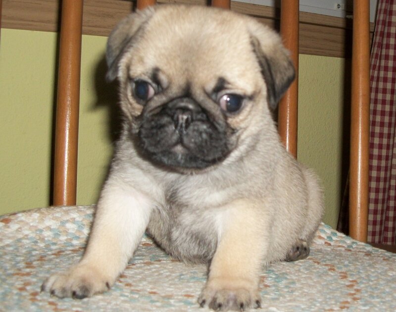 Pug Puppy — Beige, Calm, Photograph