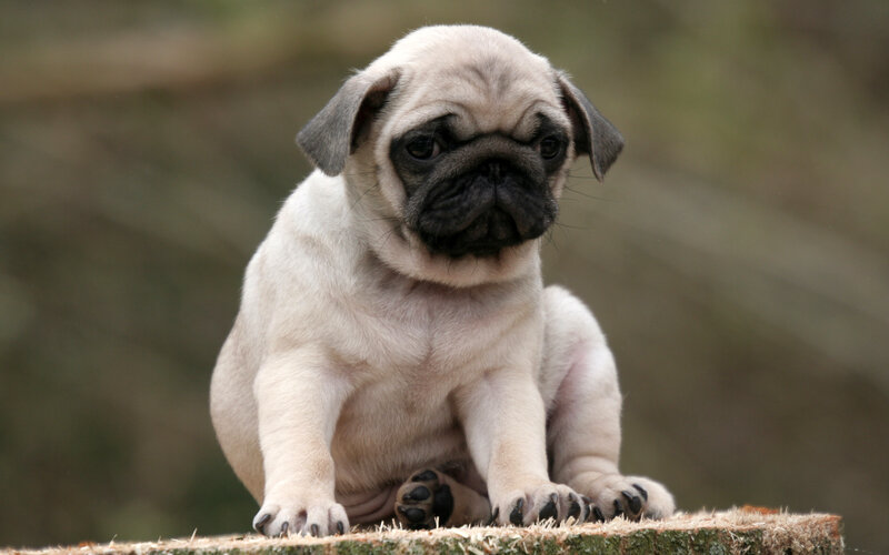 Pug Puppy — Beige, Calm