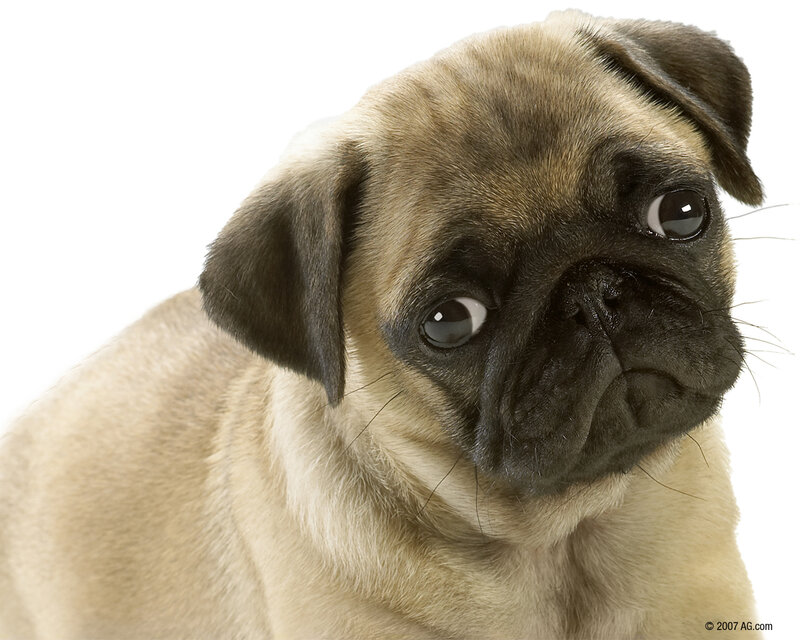 Pug Puppy — Beige, Neutral, Photograph