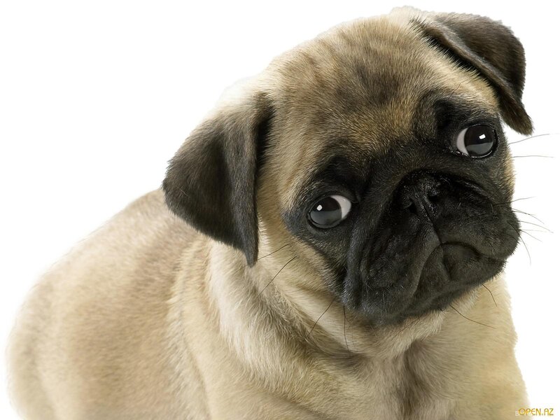 Pug Puppy — Beige, Neutral