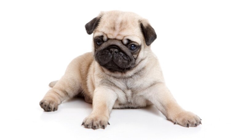 Pug Puppy — Beige