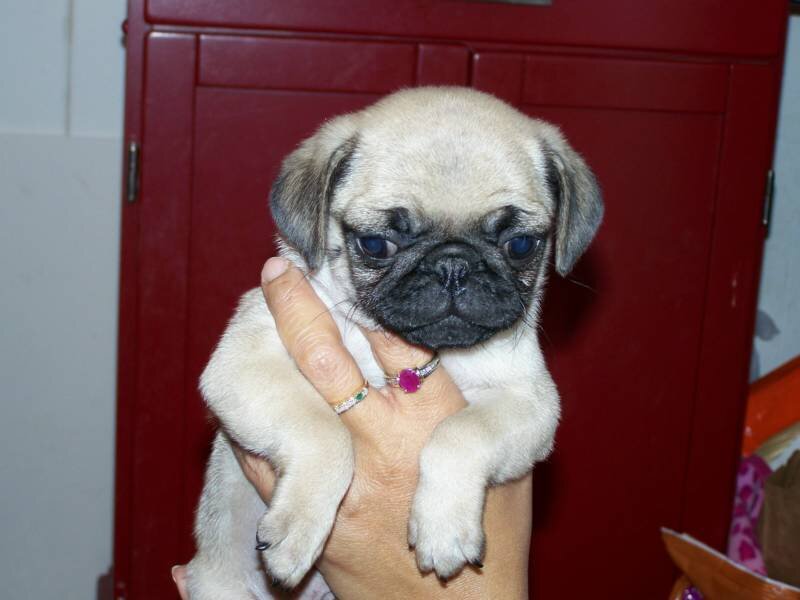 pug puppy being held