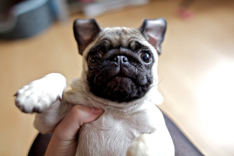 Pug Puppy Being Held — Beige, Calm