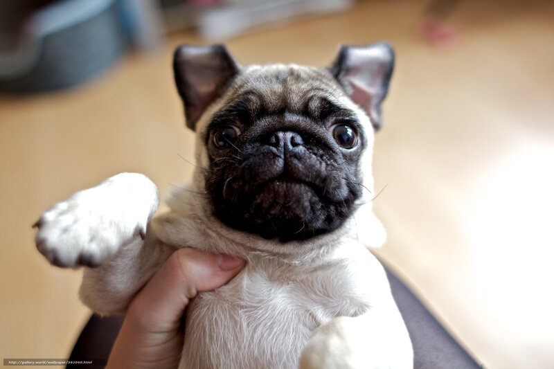 Pug Puppy Being Held — White, Calm