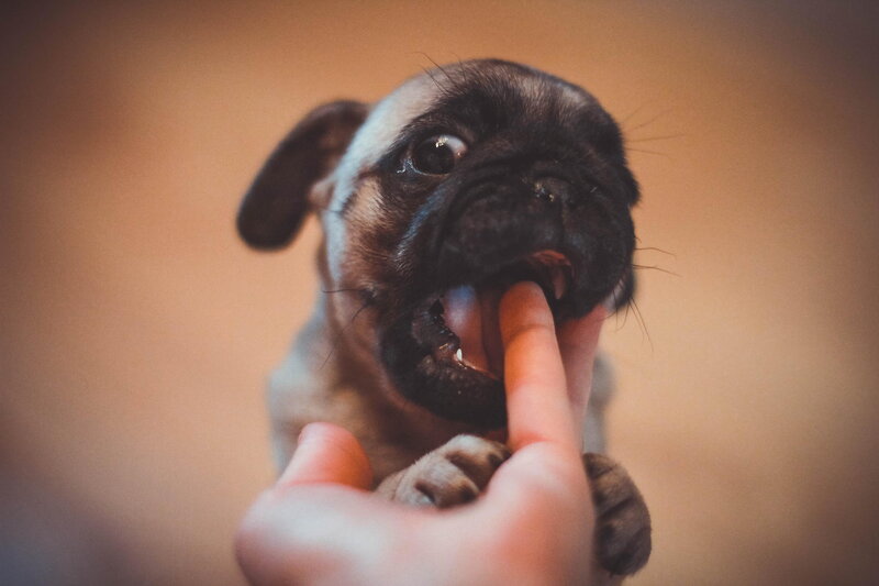Pug Puppy Biting Finger