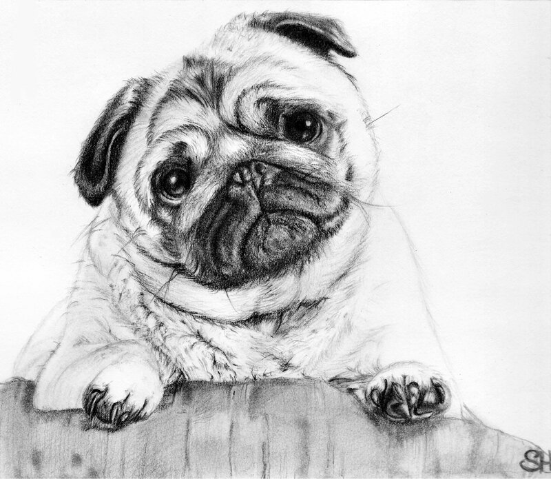 Pug Puppy Drawing