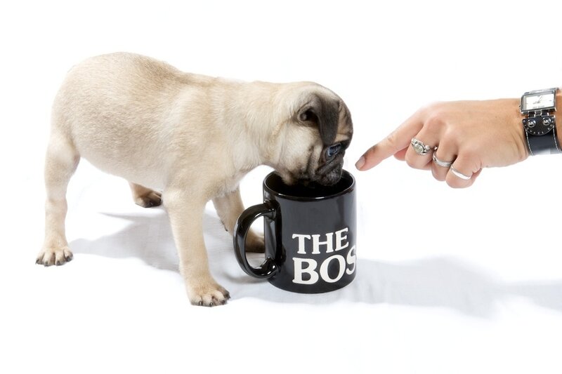 Pug Puppy Drinking
