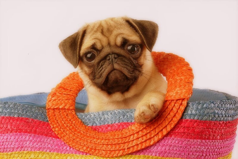 Pug Puppy in Basket